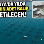 Konya’da yılda 250 bin tane balık üretilecek! Konum belli oldu