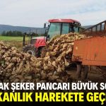 Kaçak şeker pancarı büyük sorun! Bakanlık harekete geçmeli