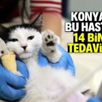 Konya’da son 1 yılda 14 bin kedi bu hastanede tedavi edildi!