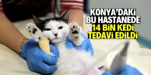Konya’da son 1 yılda 14 bin kedi bu hastanede tedavi edildi!
