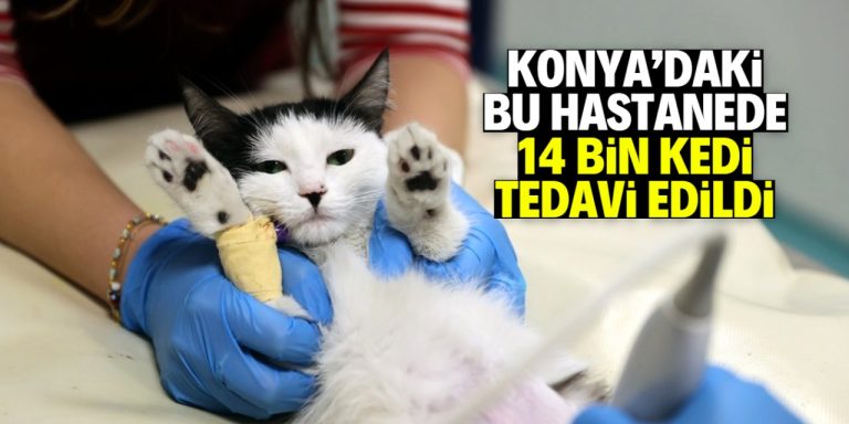 Konya’da son 1 yılda 14 bin kedi bu hastanede tedavi edildi!