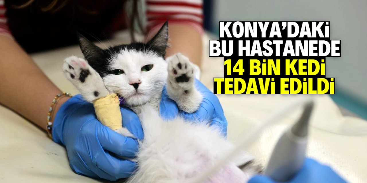Konya’da son 1 yılda 14 bin kedi bu hastanede tedavi edildi!
